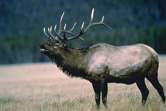 Elk